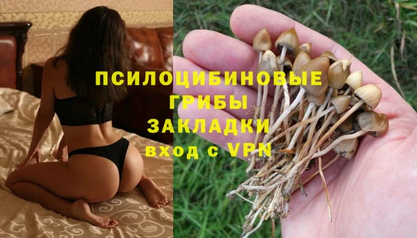 PSILOCYBIN Аркадак